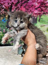 Maine Coon Femmina Blu Crema Silver TICKED , TOP