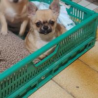 Chiwawa mini toy