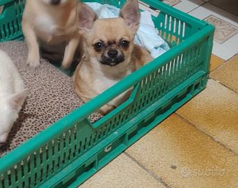Chiwawa mini toy