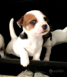 Jack Russell Terrier