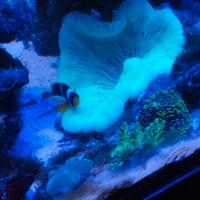 Anemone tappeto marino