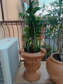 vaso + pianta 