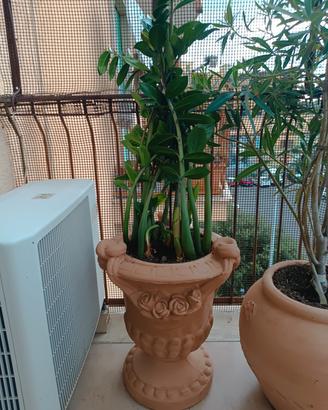 vaso + pianta 