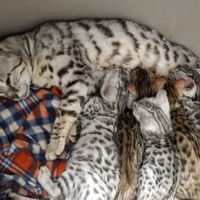 Cuccioli gatto bengala disponibili subito