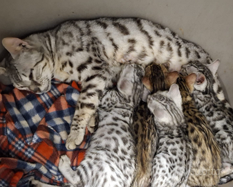 Cuccioli gatto bengala disponibili subito
