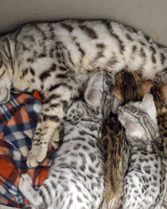 Cuccioli gatto bengala disponibili subito