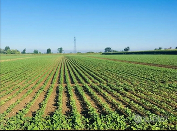 Azienda a seminativo irrigua