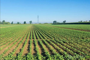 Azienda a seminativo irrigua