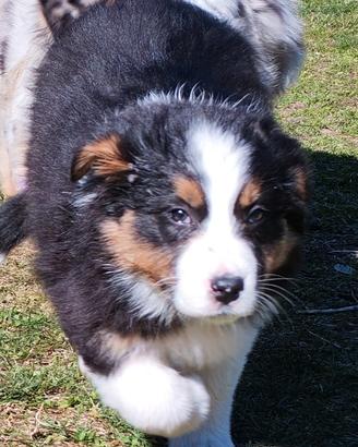 Australian shepherd