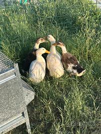 Disponibili Anatre Pechino