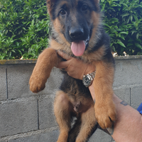 Cuccioli pastore tedesco