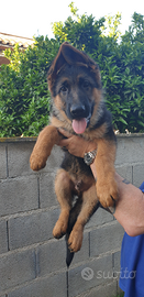 Cuccioli pastore tedesco