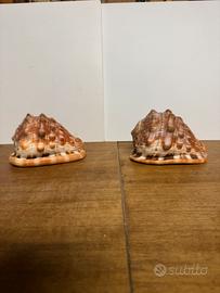 Conchiglie CASSIUS RUFA coppia