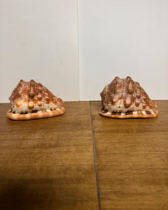 Conchiglie CASSIUS RUFA coppia