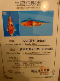 koi giapponese