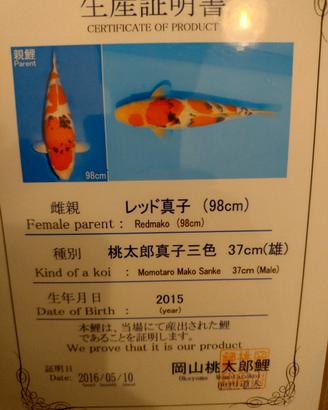 koi giapponese