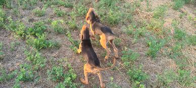 Segugi italiani cuccioloni