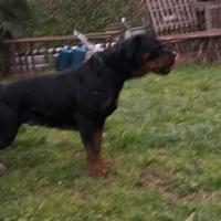 Femmina rottweiler