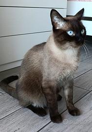 Siamese Originale
