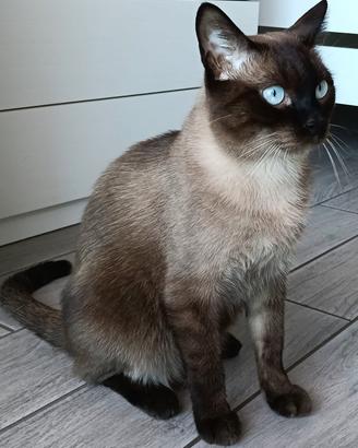 Siamese Originale