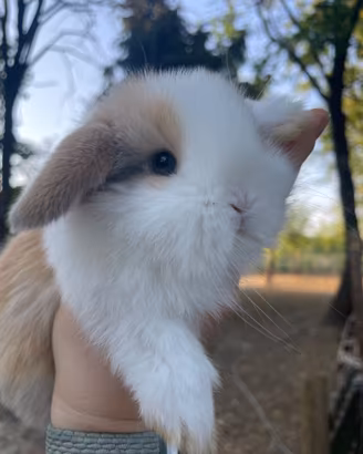 Conigli nani MINILOP puri