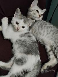 Cuccioli gatto persiano