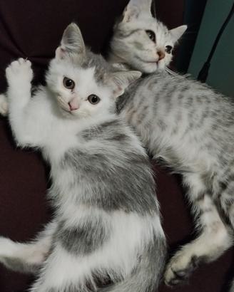 Cuccioli gatto persiano