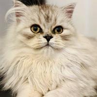 Splendido cucciolo British Longhair