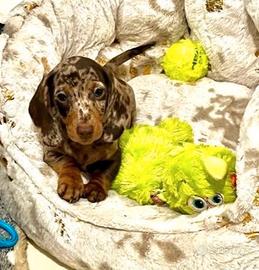 Cuccioli merle di bassotti solo femmine