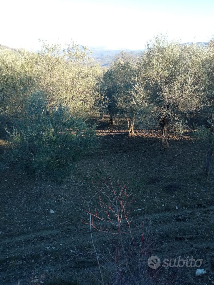Terreno a Lucito (CB) - Vista 3