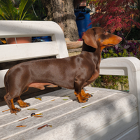 Bassotto Nano Cioccolato disponibile per Monte