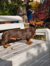 Bassotto Nano Cioccolato disponibile per Monte