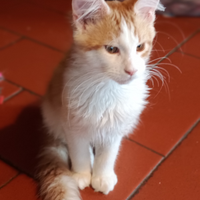 Cucciolo di Maine coon