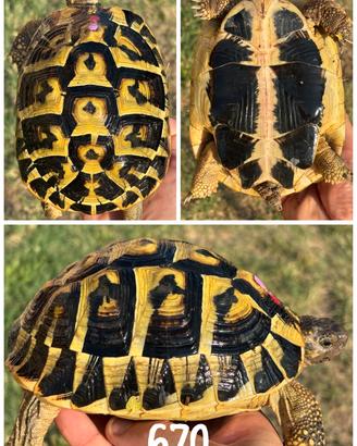 Femmina Testudo hermanni hermanni tartaruga terra
