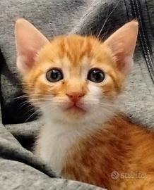 Gattini bianco rossi, 2 mesi,in adozione