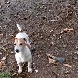 Jack Russel