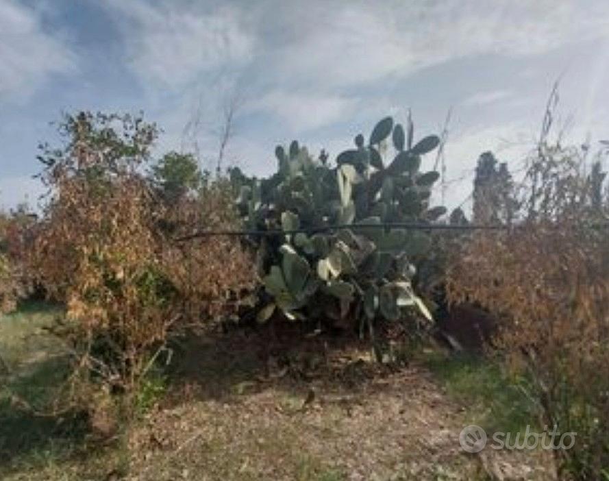 Agrumeto 4865 e 2 terreni 6410 Monastir - Altro