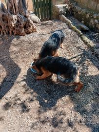 Cuucciole di dove pastore tedesco