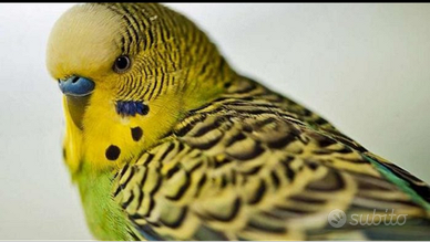 Cocorite dolcissime allevate con cura