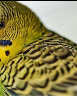 Cocorite dolcissime allevate con cura