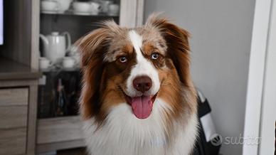 Monta pastore australiano