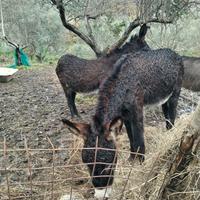Coppia di asini