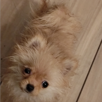 Spitz di pomerania