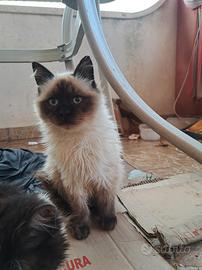 Gattini