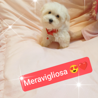 Cuccioli Originali Maltesi 2 mesi di Vita dispon