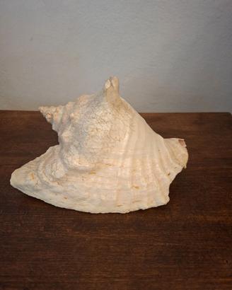 Conchiglia decorativa da collezione