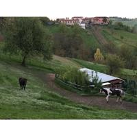 4 Box per cavalli usato