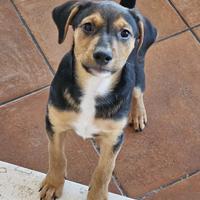 Pepe, cucciolo taglia piccola in ADOZIONE