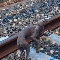 Cuccioli piccolo levriero italiano