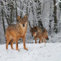 Lupi nella neve Abruzzo dimensione A3 29,7X42 cm.